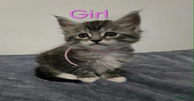 Maine Coon cats - Advert 1