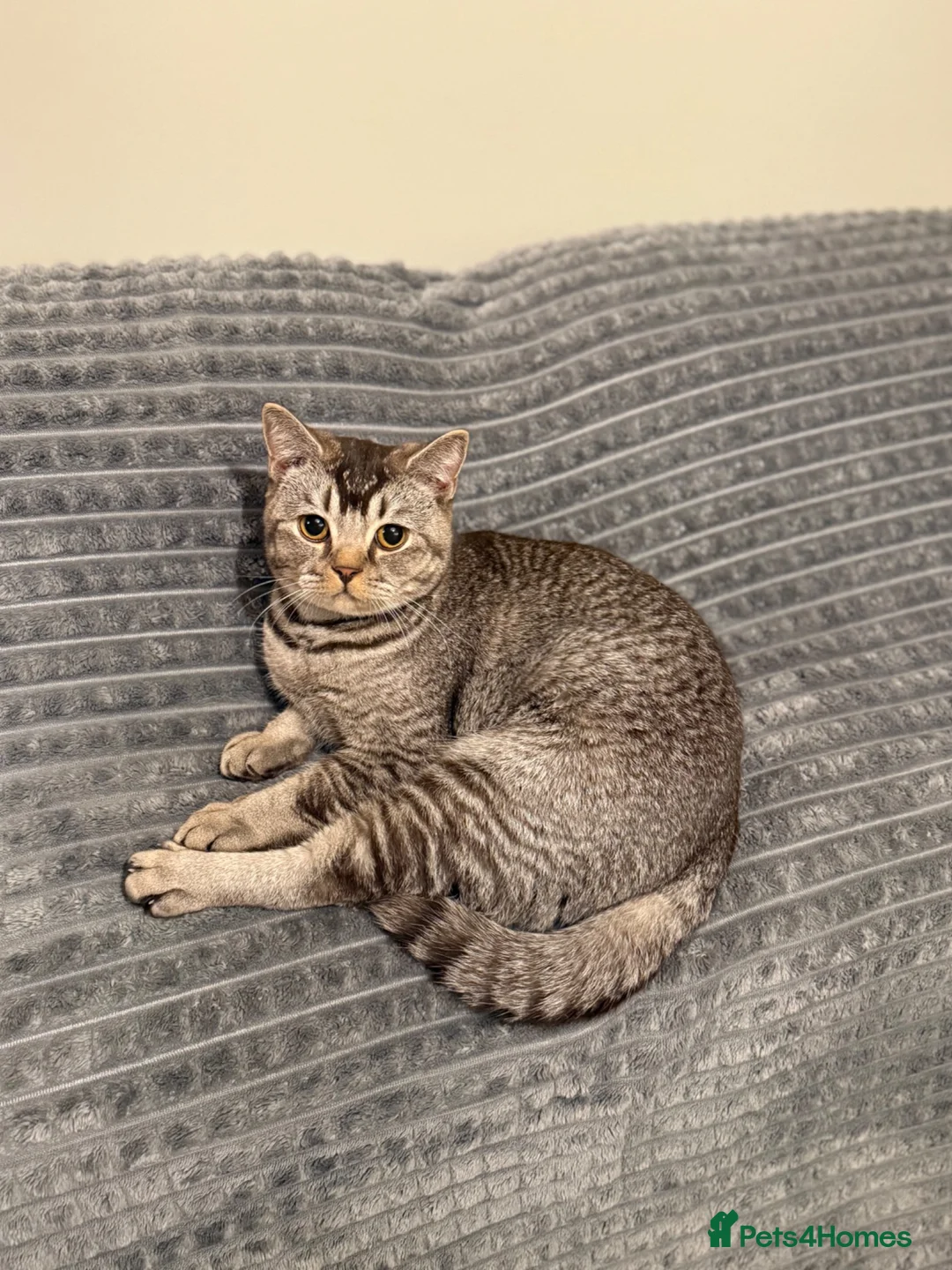 British Shorthair cats for sale: British short hair  - Advert 3