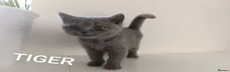 British Shorthair cats for sale: GCCF Active Registered British Shorthair Blue - Advert 9