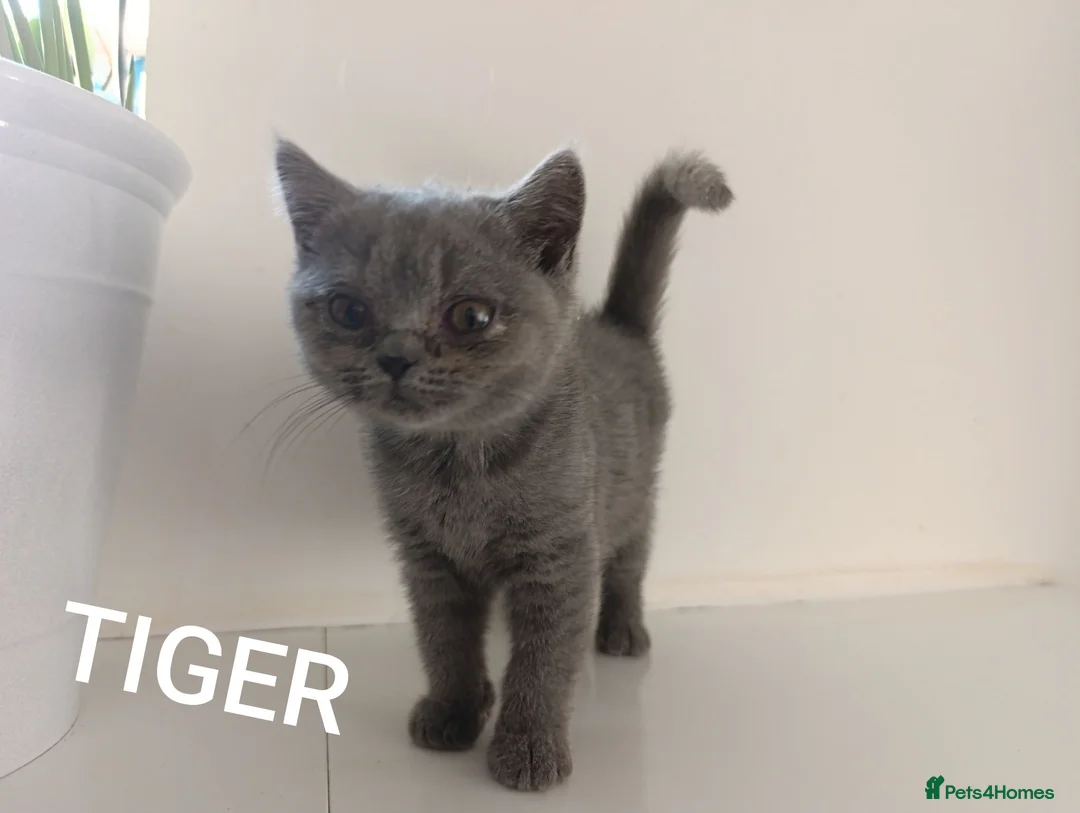 British Shorthair cats for sale: GCCF Active Registered British Shorthair Blue - Advert 9