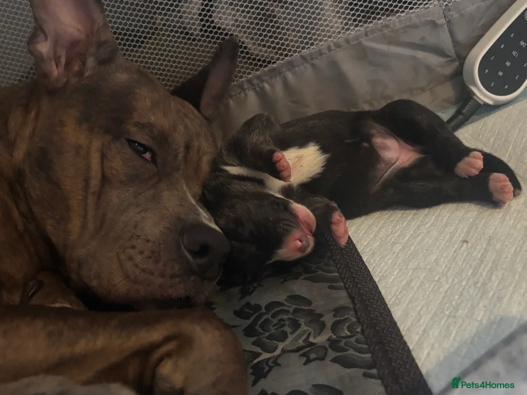 Mixed Breed dogs for sale: Beautiful staffy x German Shepard puppies - Advert 5