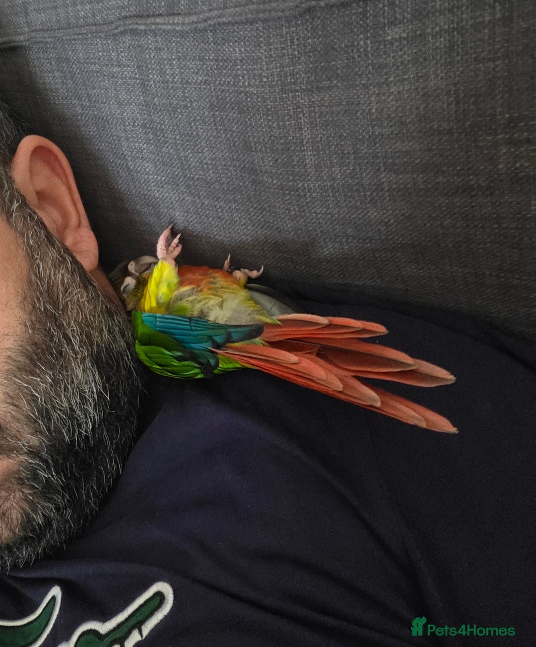 Conures birds for sale: Silly Conure  - Advert 3