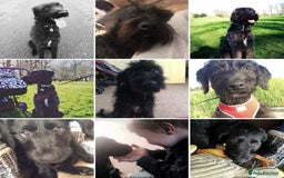 Mixed Breed dogs for sale: Rehoming older labradoodle x Lurcher - Image 13