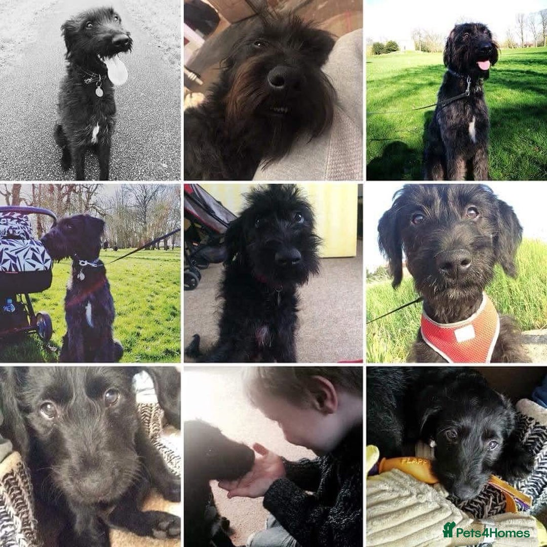 Mixed Breed dogs for sale: Rehoming older labradoodle x Lurcher - Image 13