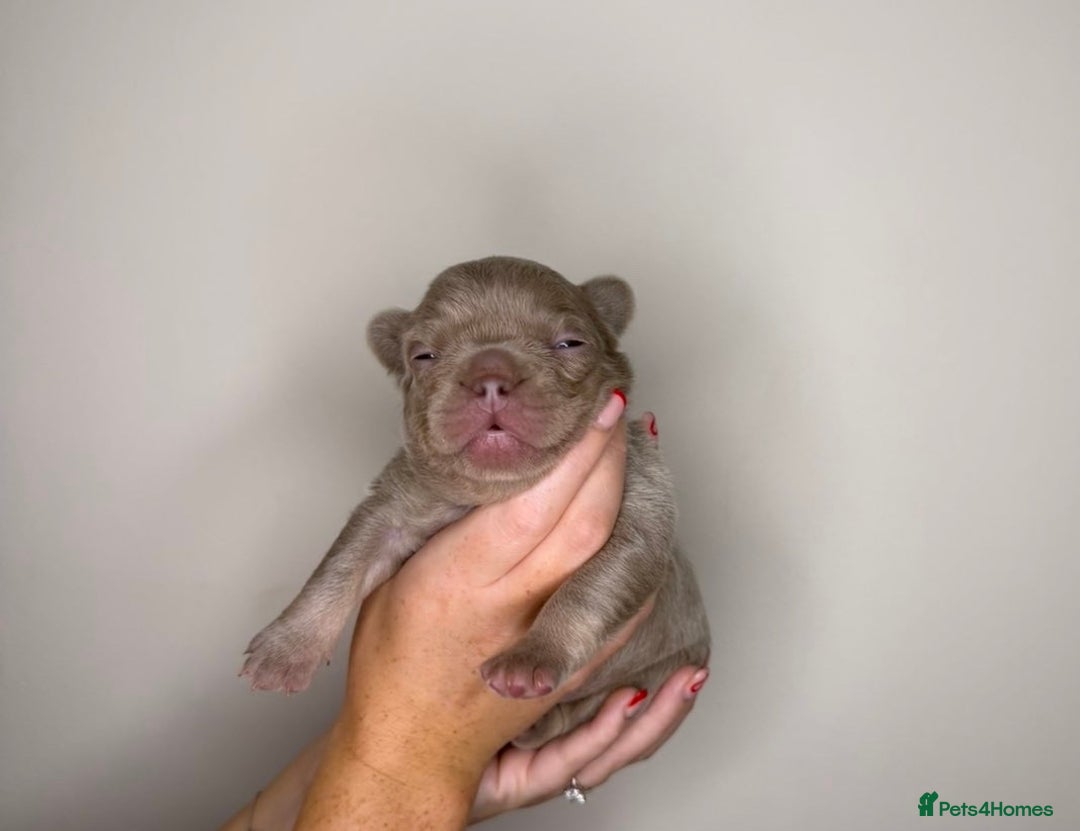 French Bulldog dogs for sale: French bulldog  - Advert 15