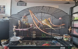 Cockatiels birds for sale: Male cockatiel 3-4 years old - Image 1