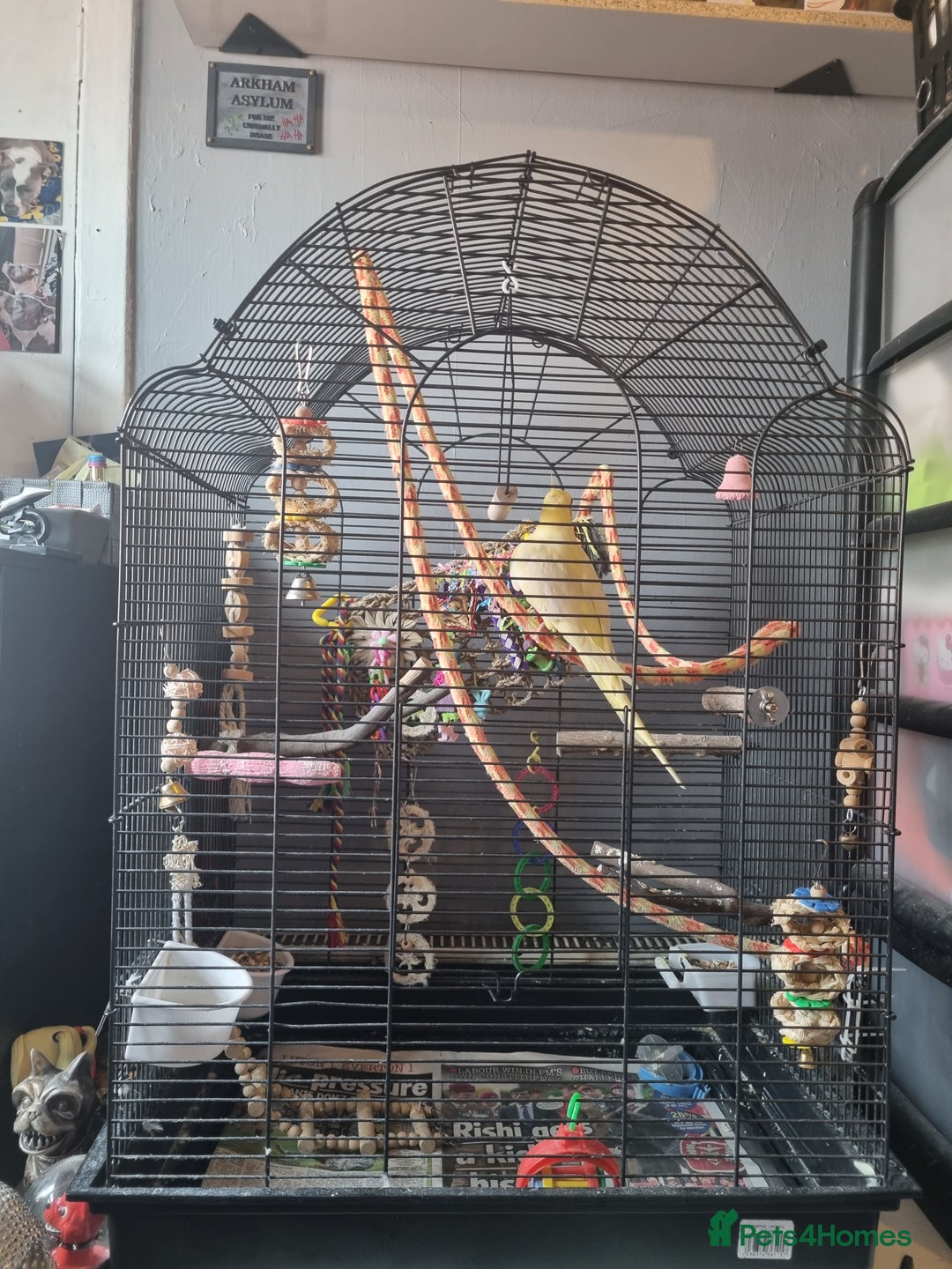 Cockatiels birds for sale: Male cockatiel 3-4 years old - Image 1