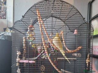 Cockatiels birds - Advert 5