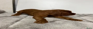 Irish Setter 4