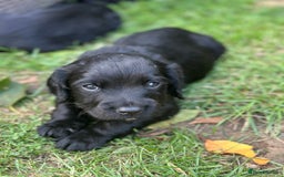 Cocker Spaniel dogs for sale: Cocker Spaniel Puppies looking for the best homes - Image 24