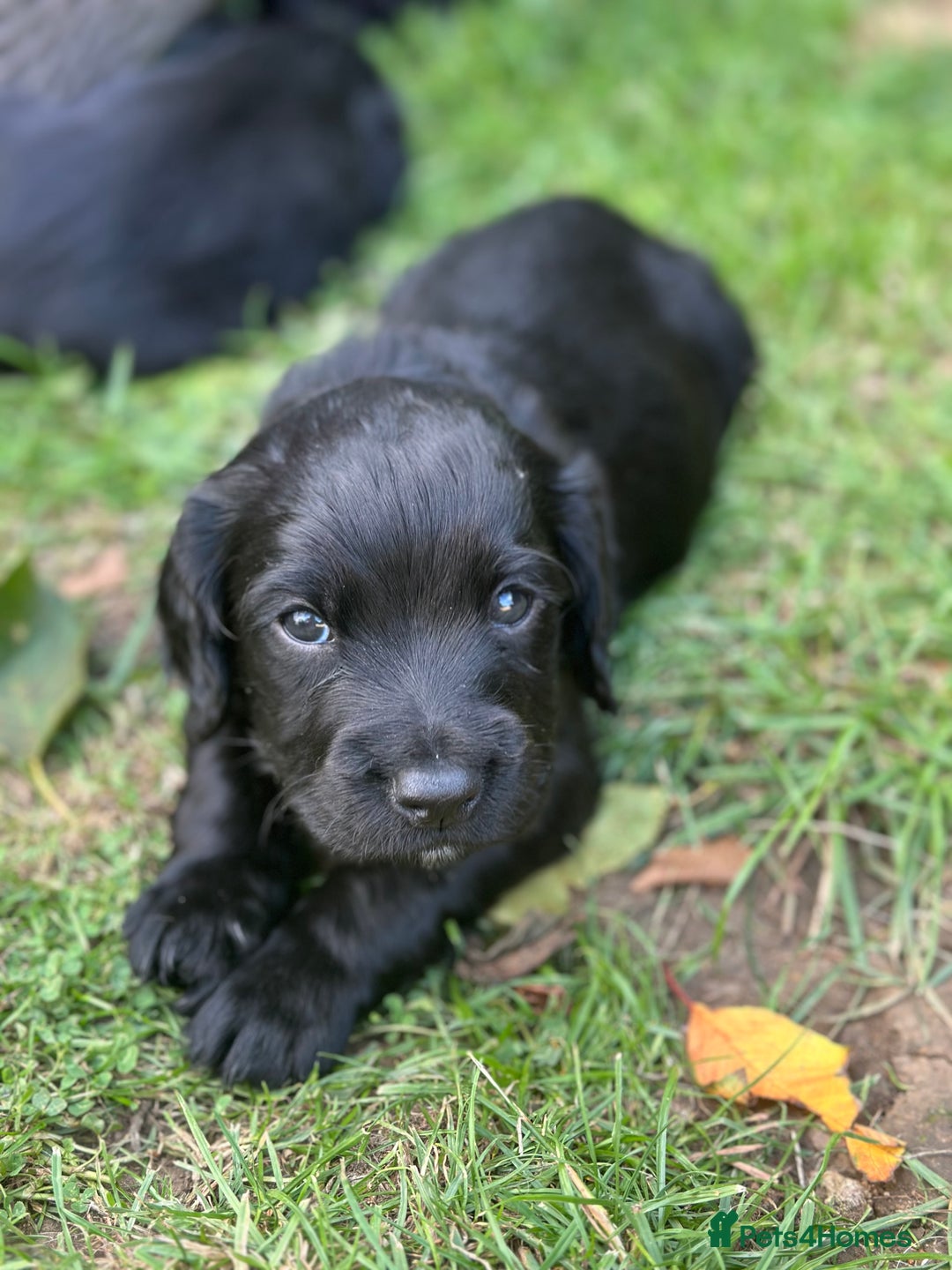Cocker Spaniel dogs for sale: Cocker Spaniel Puppies looking for the best homes - Image 24