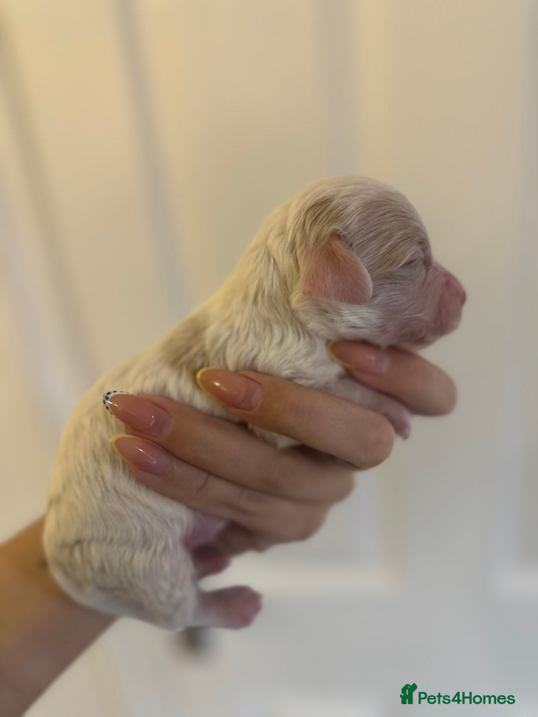 Cockapoo dogs for sale: F1 Cockapoo Puppies - Rainbow litter  - Image 5