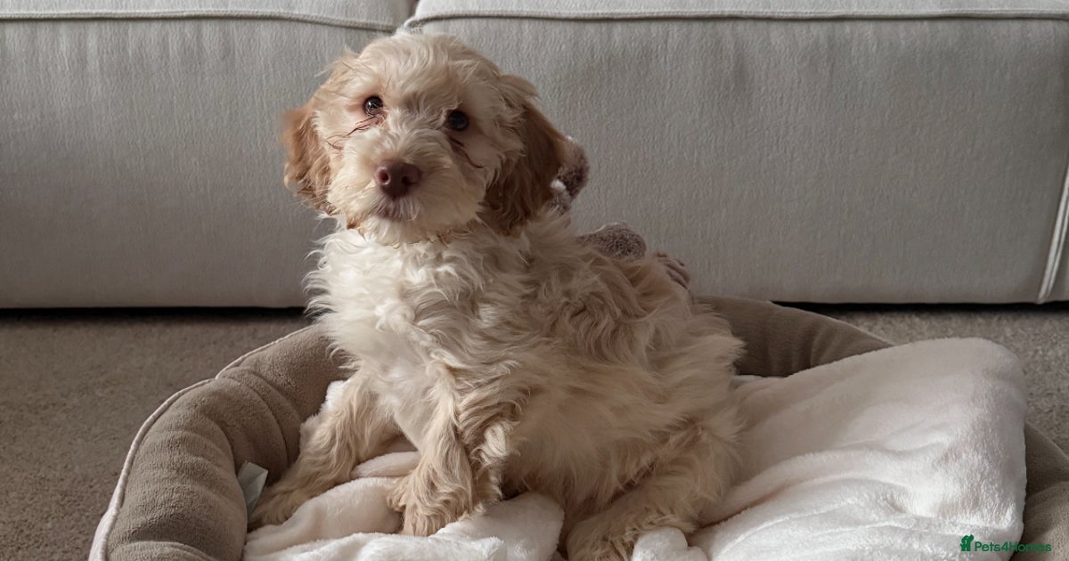Cockapoo boy/male for sale in Stockton-on-Tees | Pets4Homes
