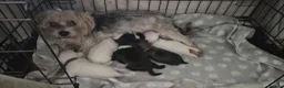 Morkie dogs for sale: I have 6 morkie puppys 4 sale  in Crook - Advert 22