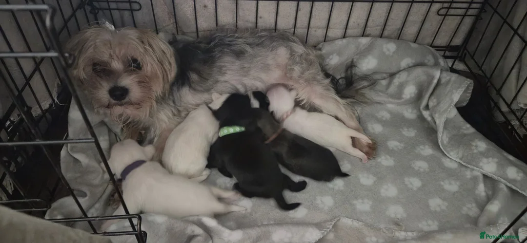 Morkie dogs for sale: I have 6 morkie puppys 4 sale  in Crook - Advert 22