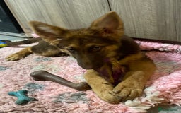 German Shepherd dogs for sale: Liver and tan German shepherds - Image 14