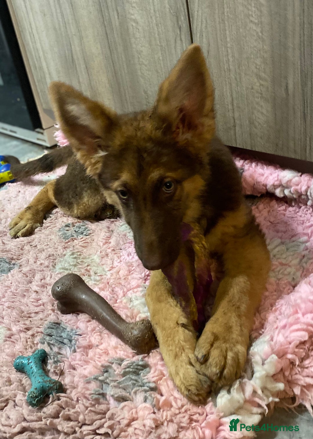 German Shepherd dogs for sale: Liver and tan German shepherds - Image 14
