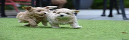 Toy Poodle dogs for stud: 🌹 RED TOY POODLE 9 INCH 2.8 KG HEALTH TESTED 🌹 - Advert 18