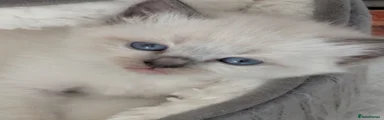 Ragdoll 4