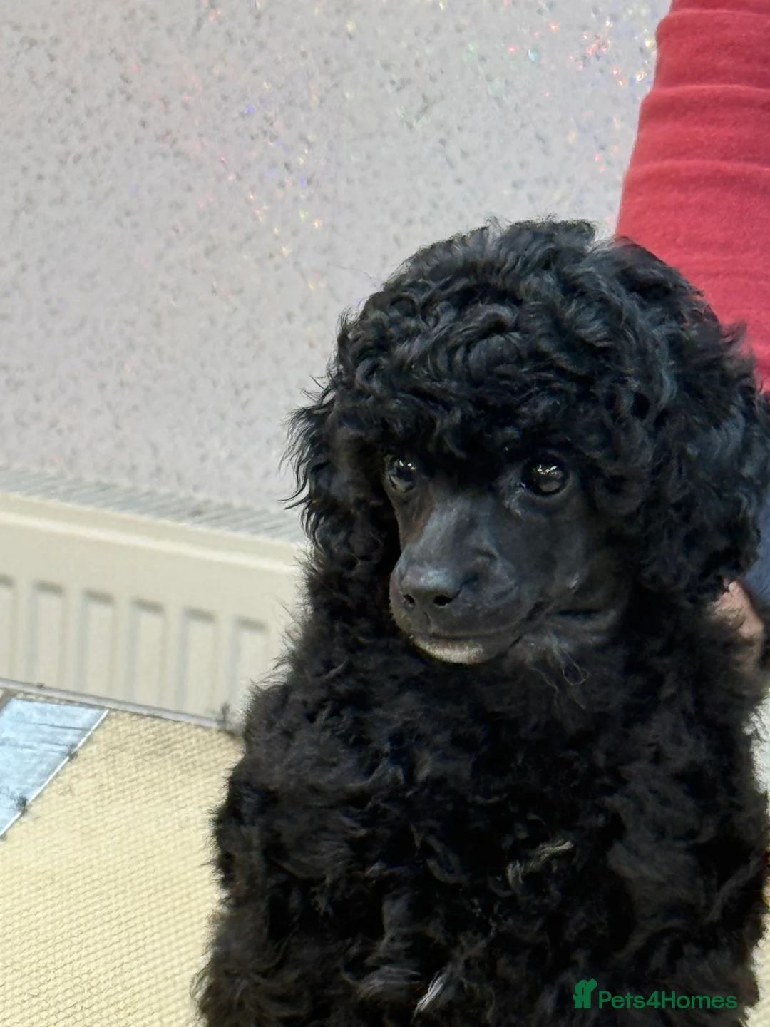 Toy Poodle dogs for sale: Kc registered Toy Poodle pure breed - Advert 5
