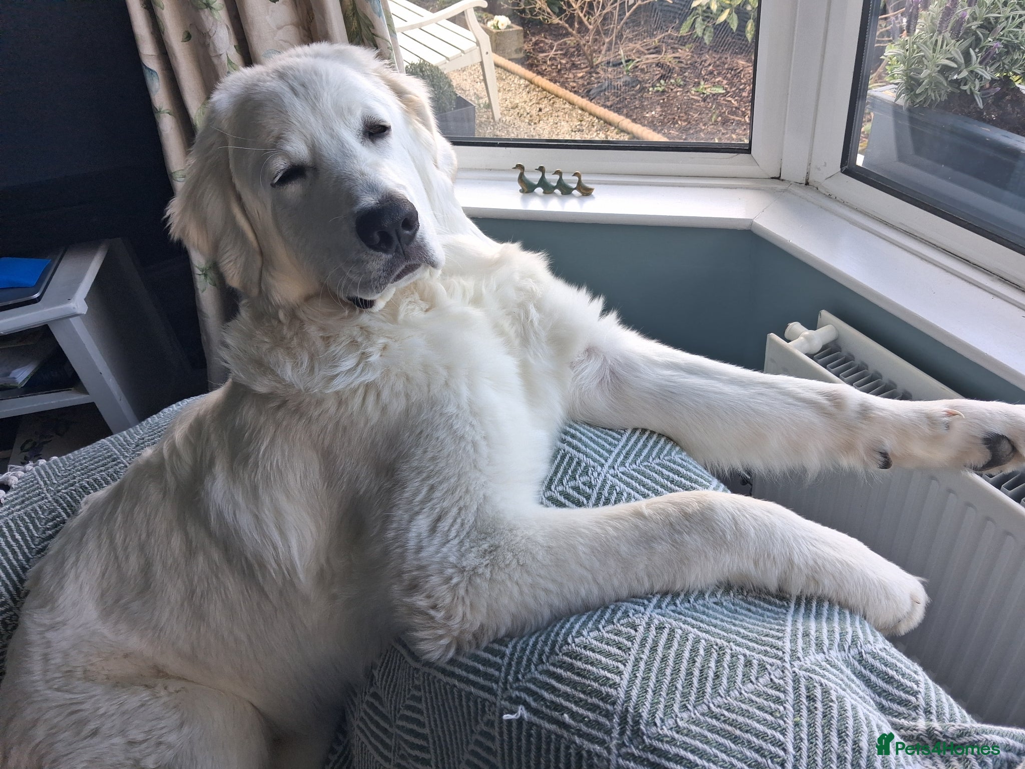 Polish Lowland Sheepdog dogs Tatra Polish Mountain dog (6 months old) - Advert 6