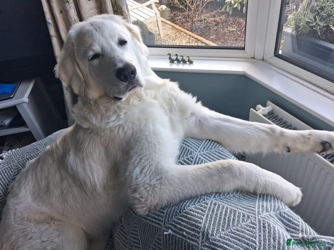 Polish Lowland Sheepdog dogs for sale: Tatra Polish Mountain dog (6 months old) in Carrickfergus - Advert 1