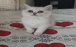 British Shorthair cats for sale: 💕❄️ Exquisite Pure white black point female cat💕 - Image 2