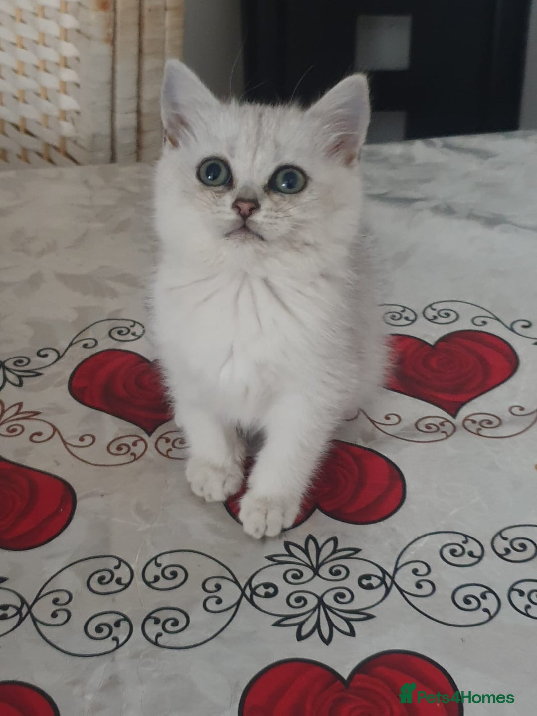 British Shorthair cats for sale: 💕❄️ Exquisite Pure white black point female cat💕 - Image 2