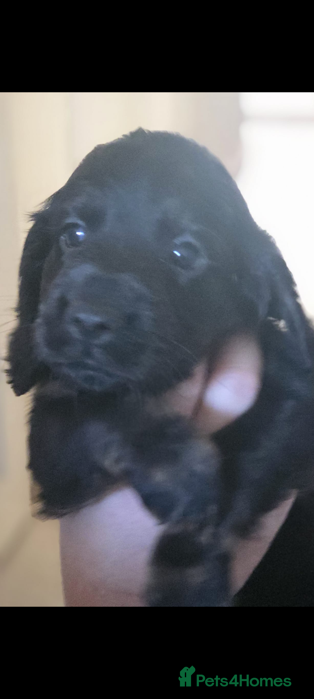 Cocker Spaniel dogs for sale: 5 Gen KC Registered working Cocker Spaniel pups  - Advert 3