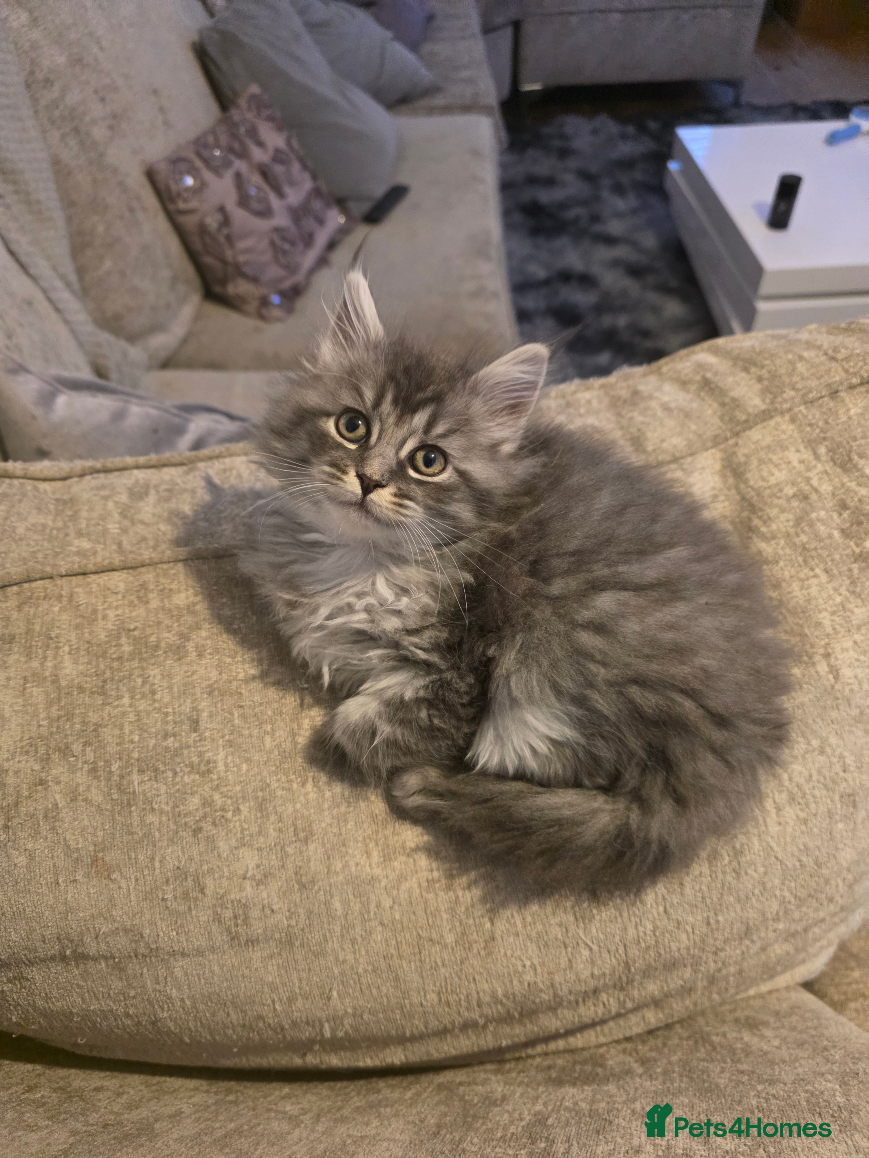 Maine Coon cats Pure maine coons kittens ready now 1 girl left  - Advert 8