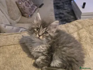 Maine Coon cats Pure maine coons kittens ready now 1 girl left - Advert 8