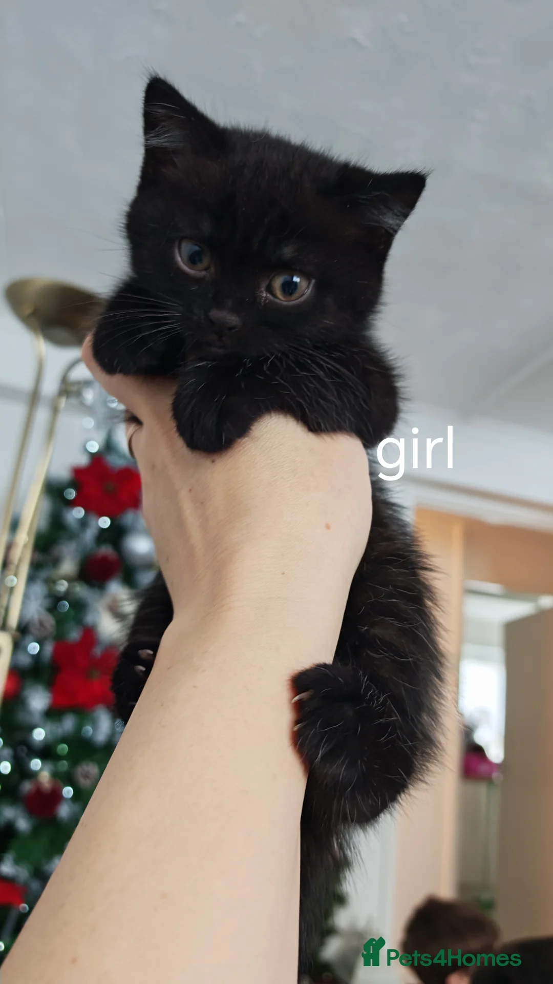 British Shorthair cats for sale:  **  under the  **  tree, Cute kittens - Advert 5