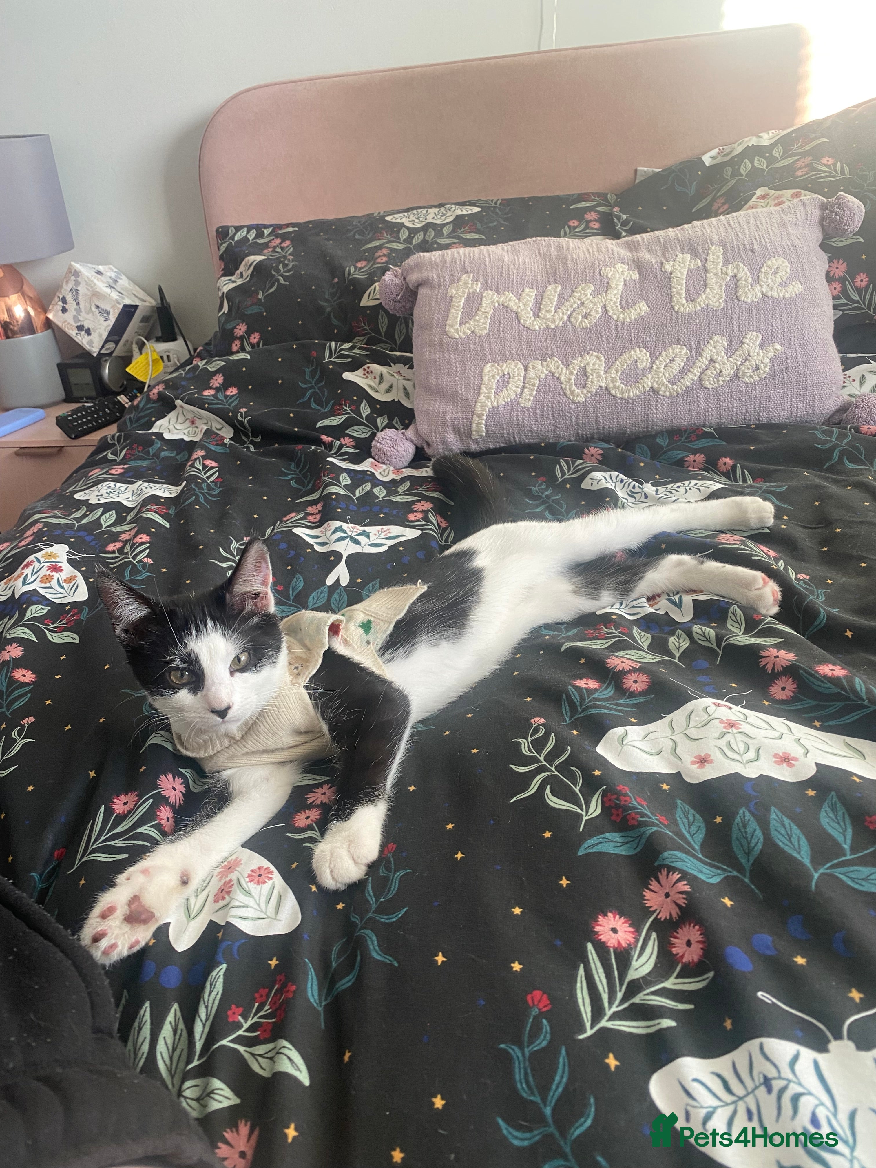 Domestic Shorthair cats 4/5 month kitten  - Advert 1