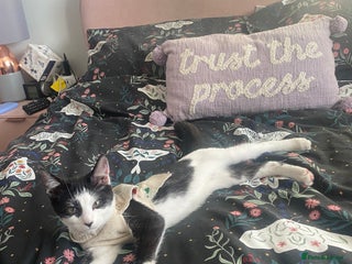 Domestic Shorthair cats 4/5 month kitten - Advert 1