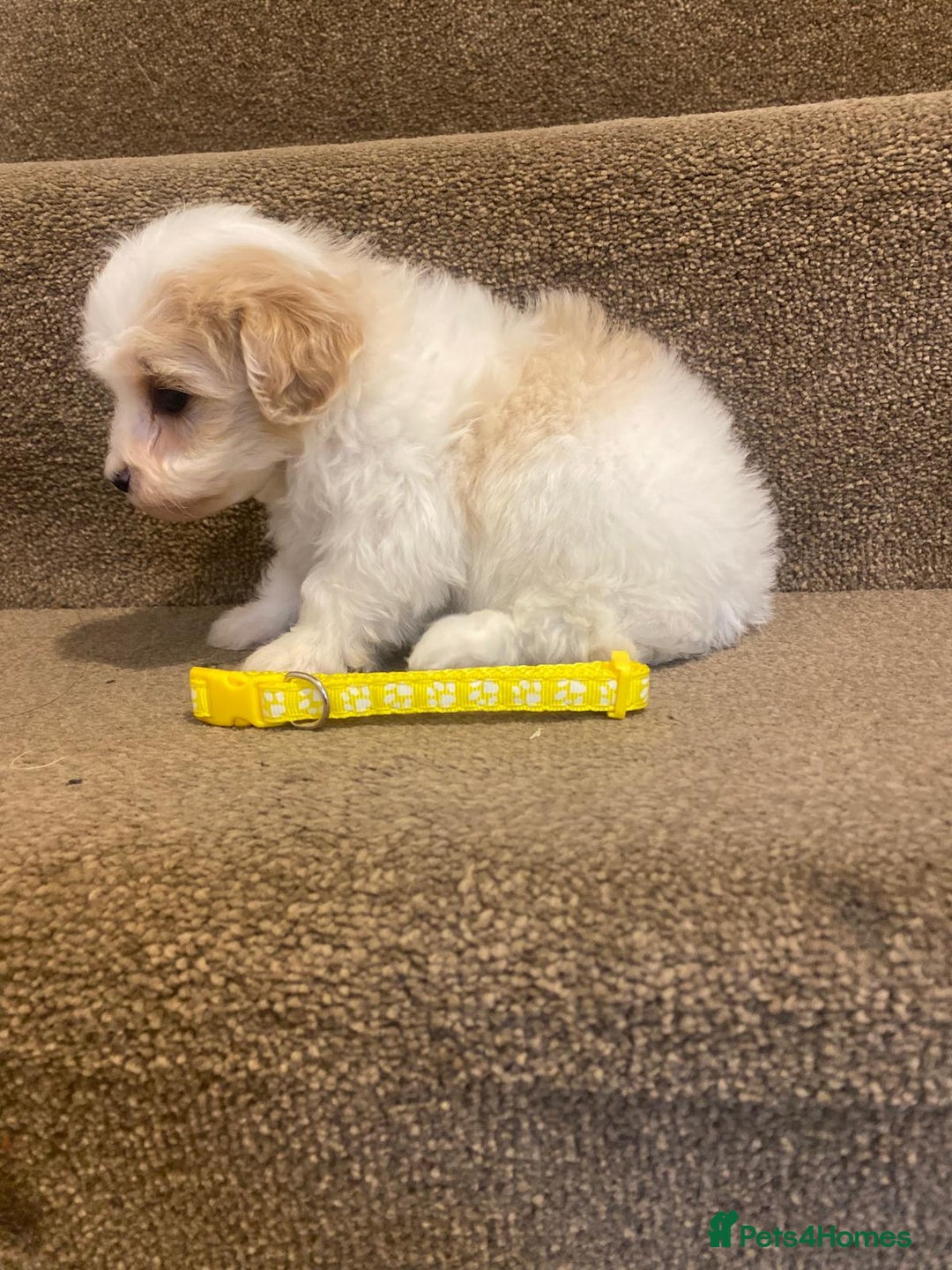 Cavapoo dogs for sale: F2 cavapoo puppys - Advert 3