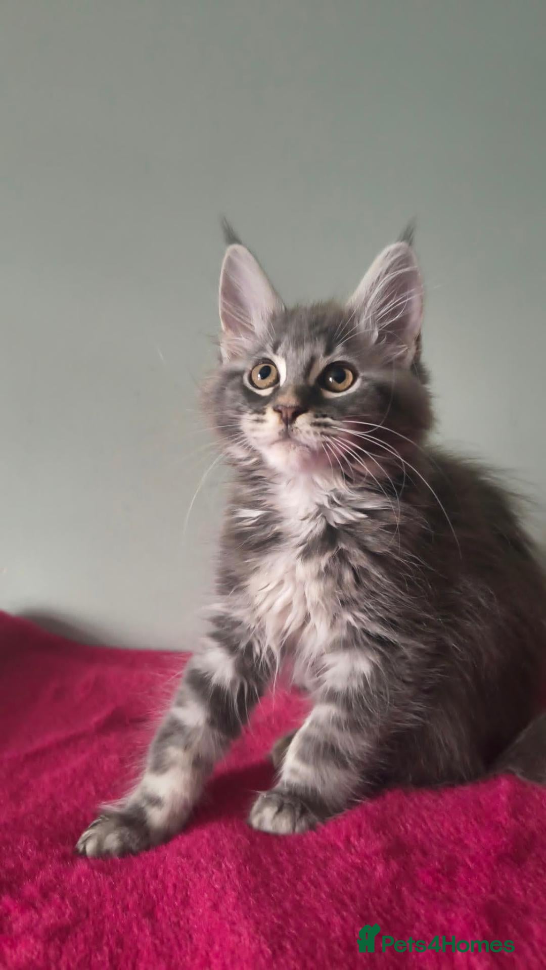 Maine Coon cats Tica registered Maine coon kittens - Advert 2