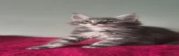 Maine Coon cats for sale: TICA registered Maine coon kittens - Advert 12