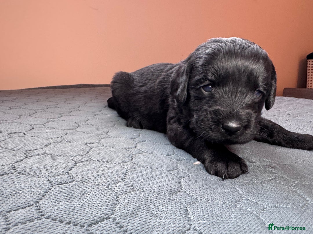 Labradoodle dogs for sale: Chocolate & chocolate Merle Miniature Labradoodles - Advert 6