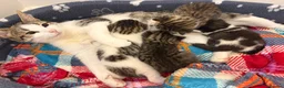 Mixed Breed cats for sale: Gorgeous Bengal cross babies  - Advert 7
