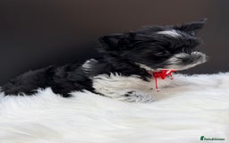 Yorkshire Terrier dogs for sale:  Ready to go Exotic Colourful Yorkshire Terriers - Advert 8