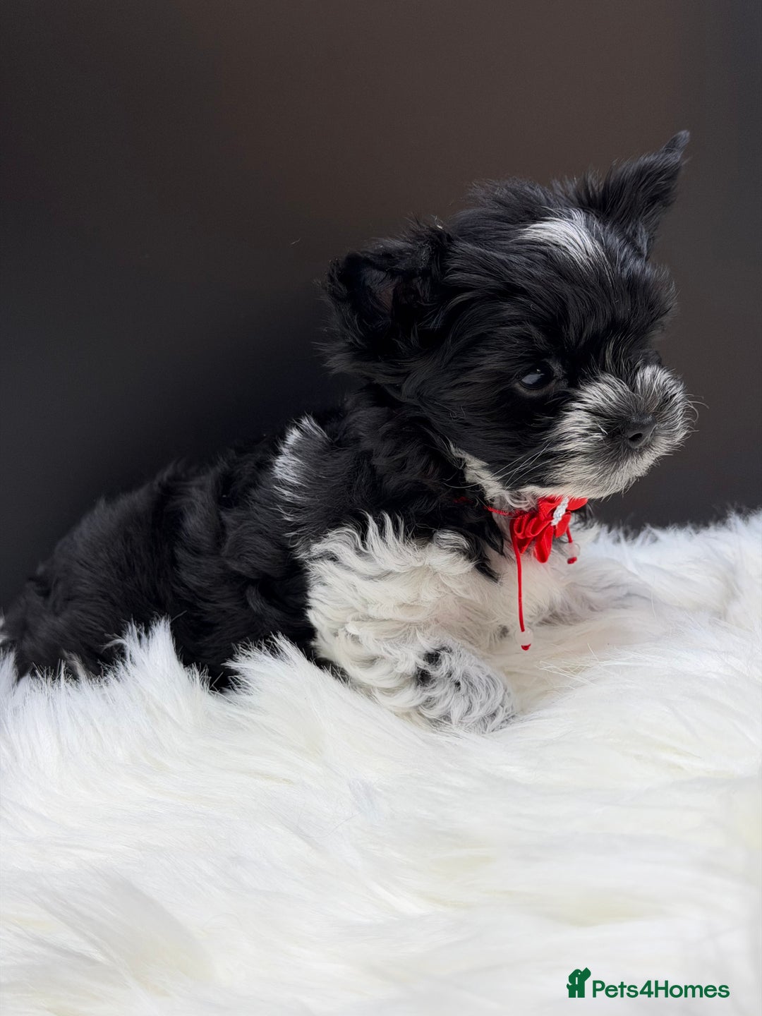 Yorkshire Terrier dogs for sale:  Ready to go Exotic Colourful Yorkshire Terriers - Advert 8