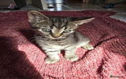 Mixed Breed cats for sale: Beautiful kittens  - Image 11