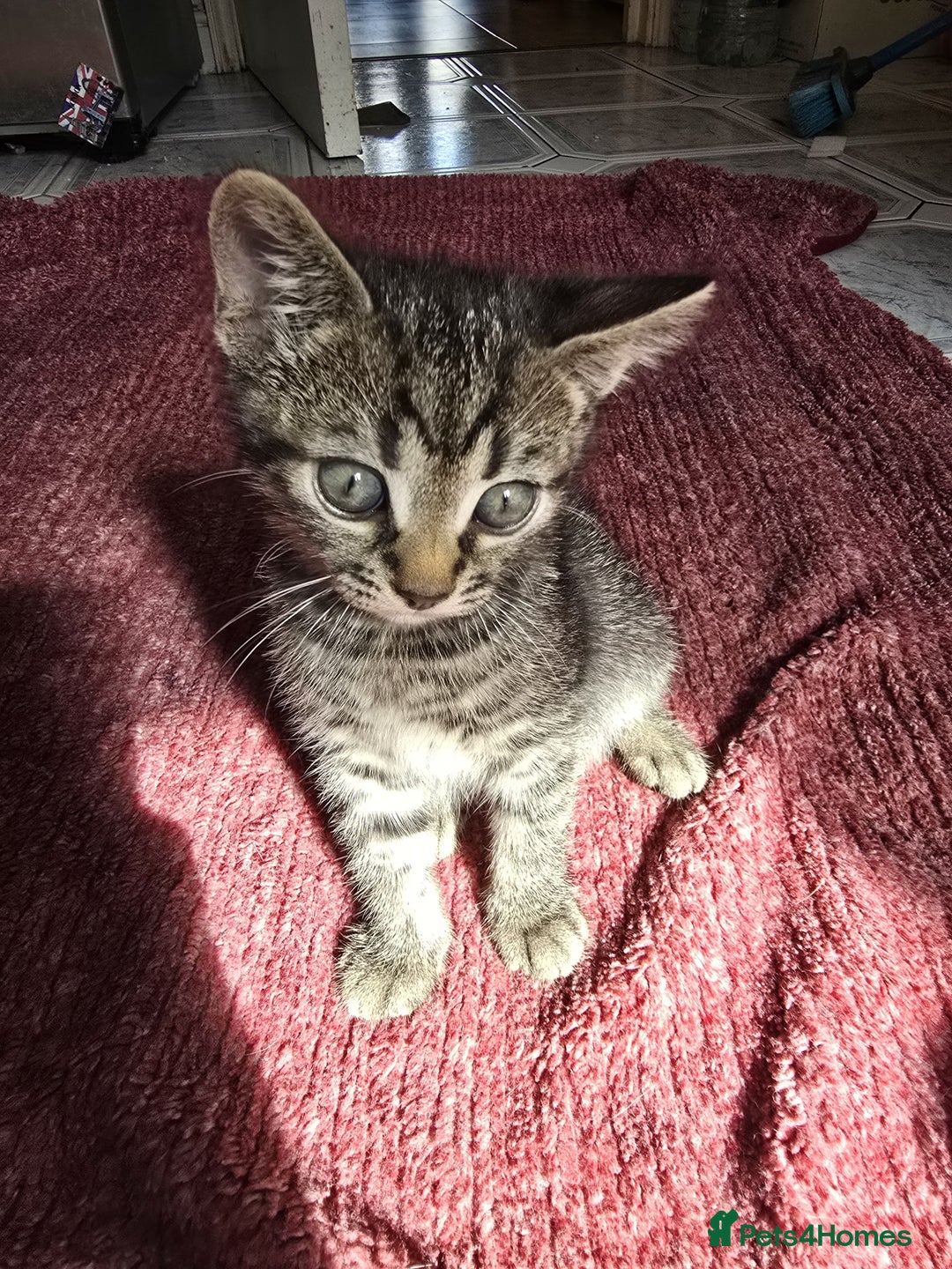 Mixed Breed cats for sale: Beautiful kittens  - Image 11