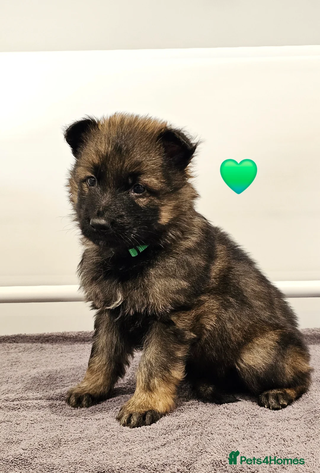 German Shepherd dogs for sale: Kc registered - pedigree - German Shepard puppies  - Advert 7