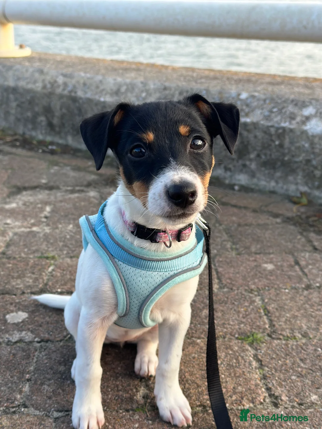Jack Russell dogs for sale: Jack Russel called Roxy  - Advert 12