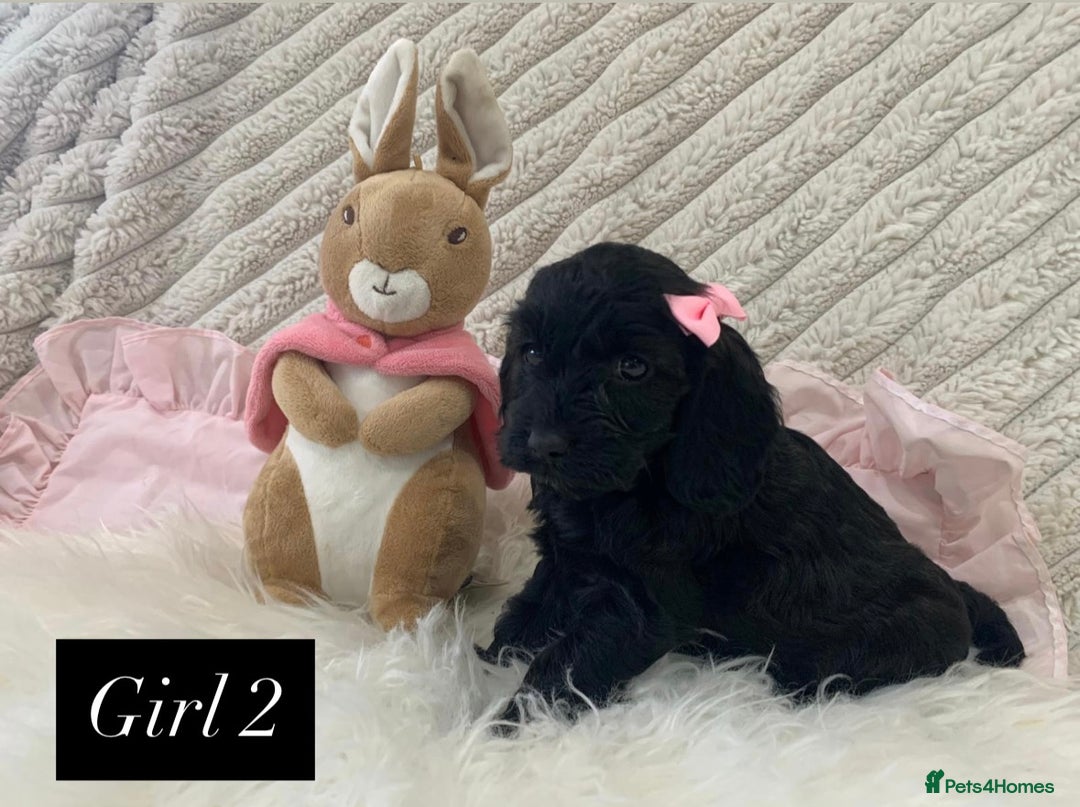 Cockapoo dogs for sale: Beautiful Cockapoo puppies🐶 - Image 6