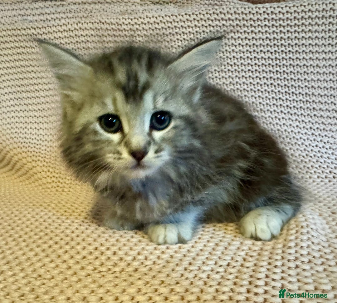 Maine Coon cats for sale: Maine Coon Bengal Cross - Advert 6