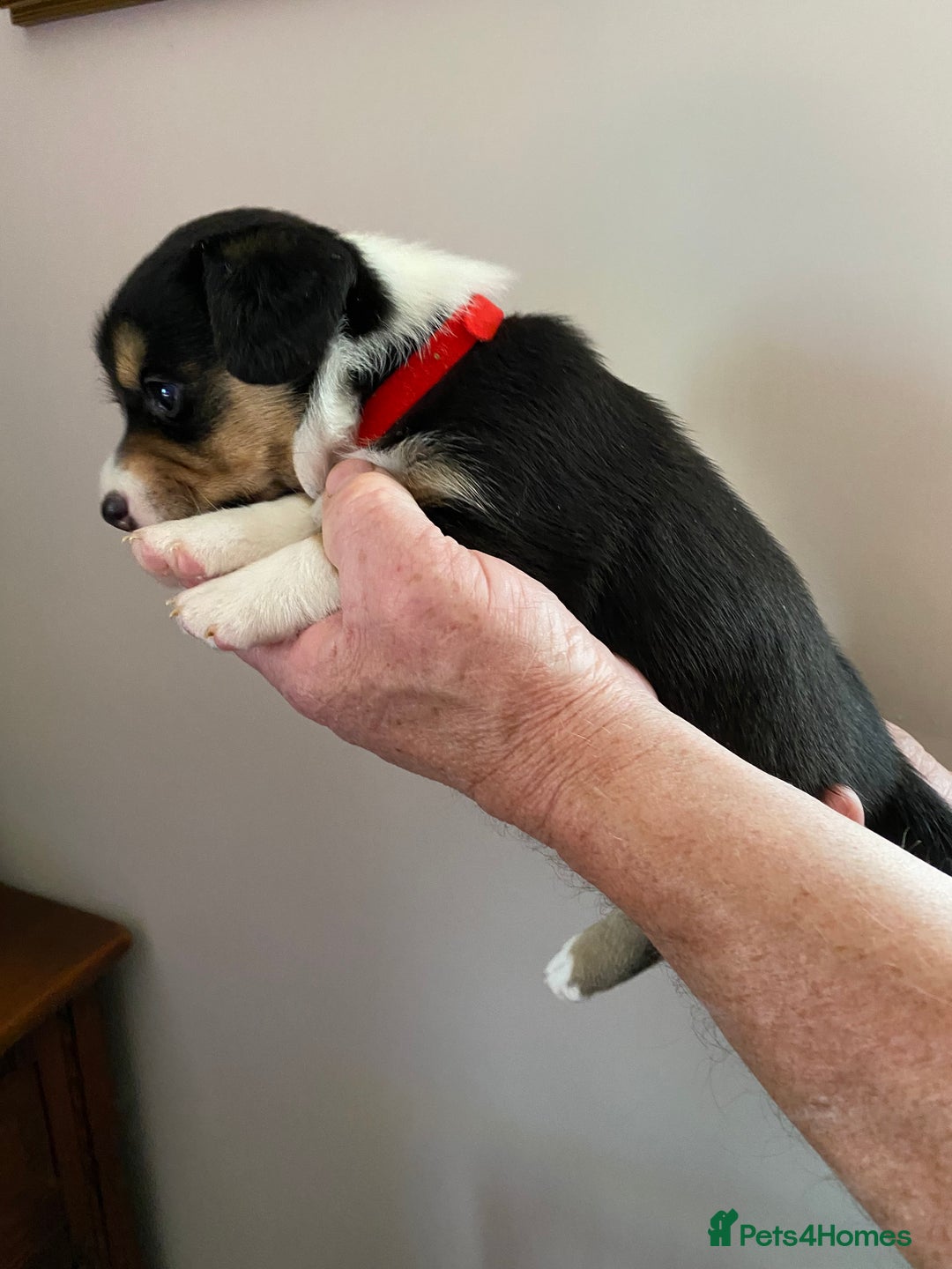 Welsh Corgi Cardigan dogs for sale: WELSH CARDIGAN CORGI BABIES - Advert 10