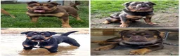 Olde English Bulldogge dogs for sale: OEB Puppies from Health Tested Champion bloodlines in Normanton - Advert 25