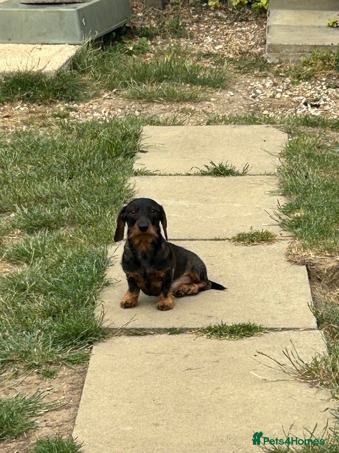 Miniature Dachshund dogs for stud: Mini wire haired dachshund for stud - Advert 2